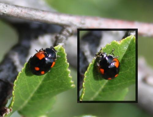 Réf. 180 161 : Adalia bipunctata bipunctata